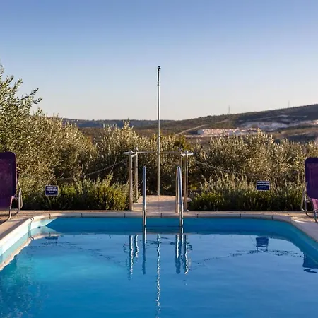 Olive Tree Near Trogir And Split *