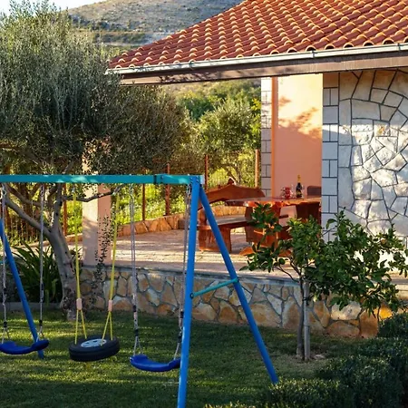 Olive Tree Near Trogir And Split *